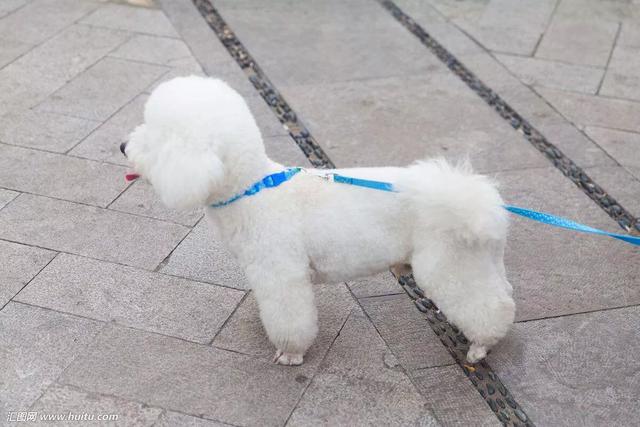 比熊犬怎么养:比熊犬怎么养最好 想养只比熊，前期需要准备什么？