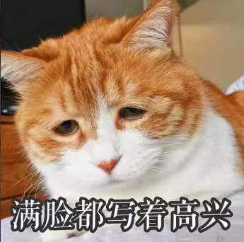 猫比特犬网易:家里养猫如何快速有效的清理猫毛？