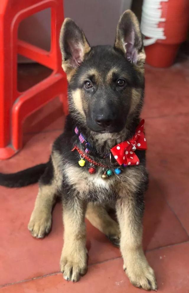 昆明犬图片:德国牧羊犬和昆明犬之间，存在着什么样的关系？为什么？
