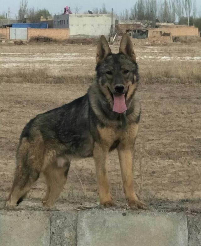 昆明犬图片:德国牧羊犬和昆明犬之间，存在着什么样的关系？为什么？