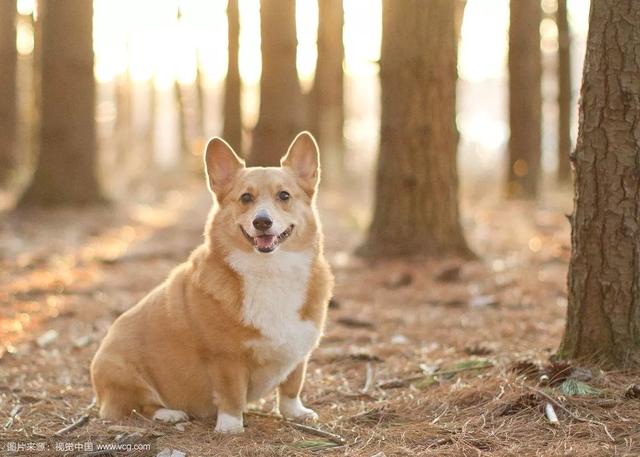 法兰德斯牧牛犬:柯基犬那么小，腿还短，怎么就成牧牛犬了？不怕被牛踩吗？ 法兰德斯牧牛犬护主不