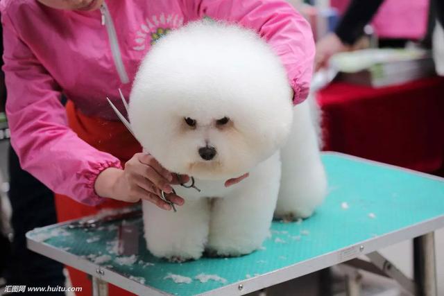 比熊犬怎么养:比熊犬怎么养最好 想养只比熊，前期需要准备什么？