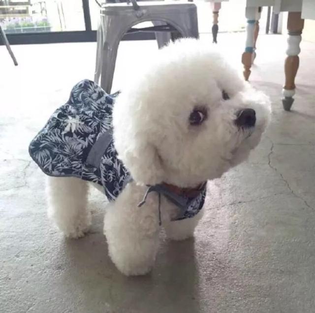 比熊犬怎么养:比熊犬怎么养最好 想养只比熊，前期需要准备什么？