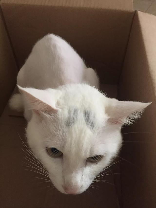 猫咪感染猫白血病一定发作吗:猫咪得过猫癣，已经好了，还会复发吗？ 猫咪细菌感染就是猫白血病吗