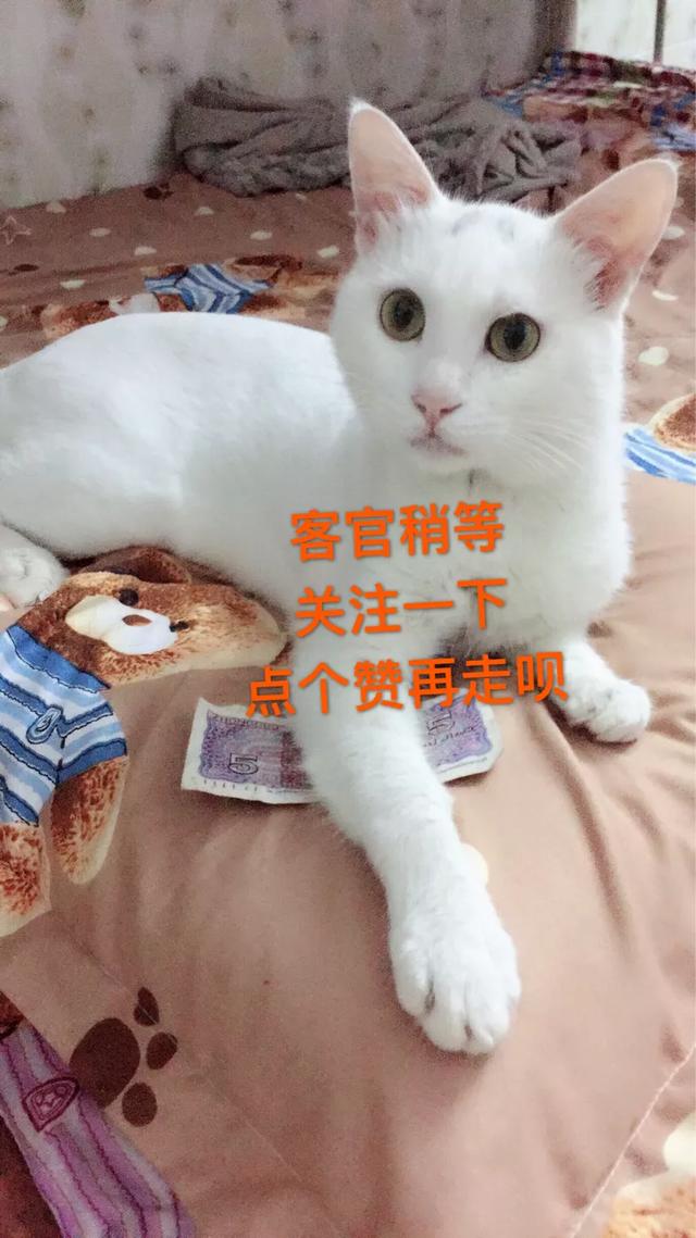 怎样选伍德氏灯照猫藓:怎么寻找室内猫尿臊味的来源？