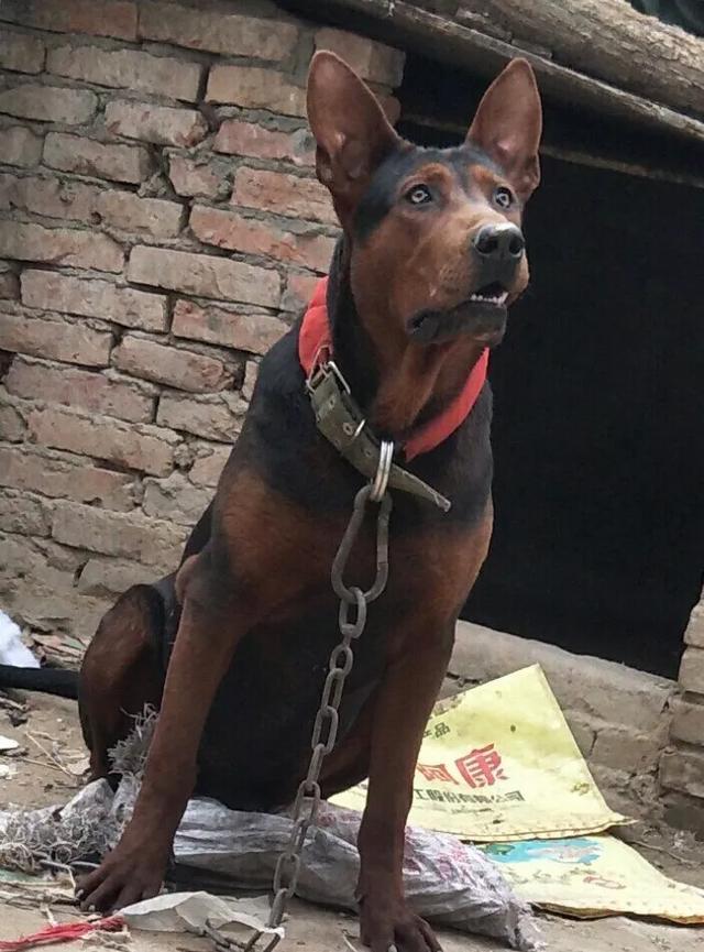 中国猎犬论坛湘中猎手买卖:蒙古獒是一种优秀的猎犬吗？为什么？