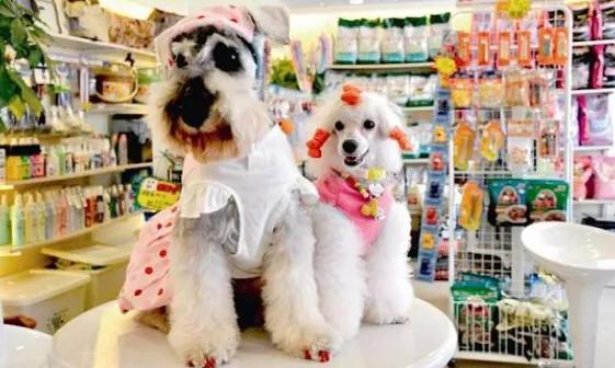 宠物店市场分析定位:宠物店行业市场分析 美容院目标市场如何定位思考？