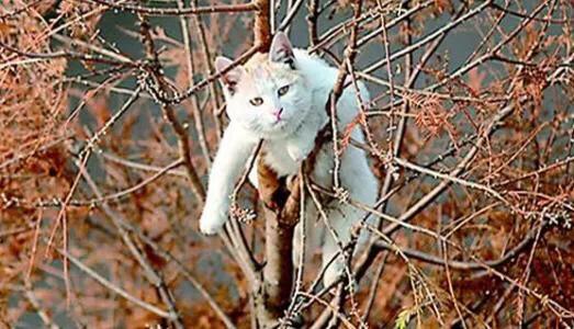 猫咪感染猫白血病一定发作吗:猫咪得过猫癣，已经好了，还会复发吗？ 猫咪细菌感染就是猫白血病吗