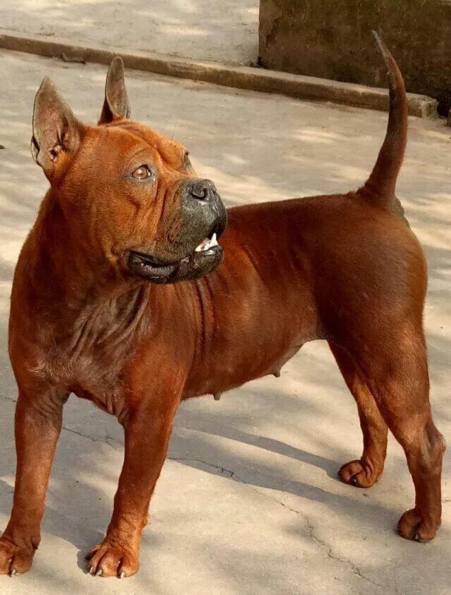 中国猎犬论坛湘中猎手买卖:蒙古獒是一种优秀的猎犬吗？为什么？