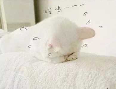 猫咪感染猫白血病一定发作吗:猫咪得过猫癣，已经好了，还会复发吗？ 猫咪细菌感染就是猫白血病吗