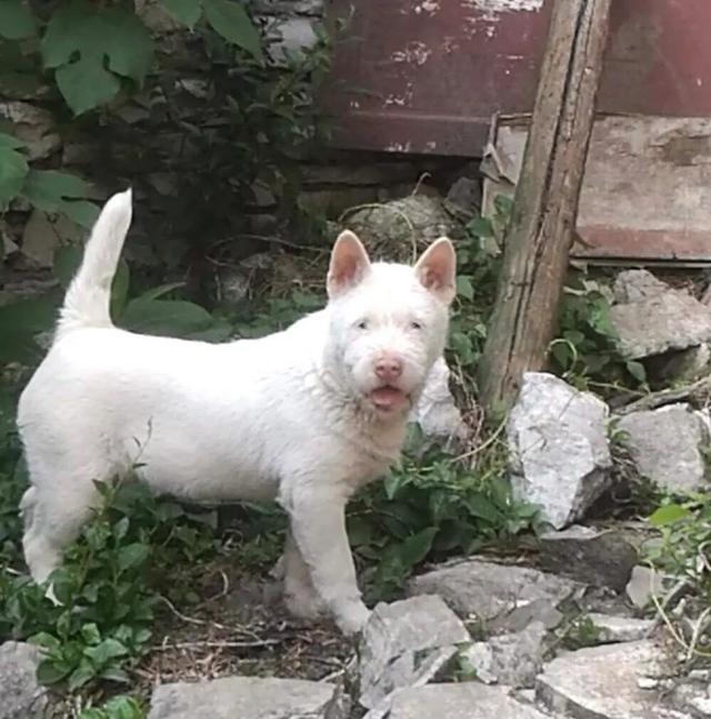 中国猎犬论坛湘中猎手买卖:蒙古獒是一种优秀的猎犬吗？为什么？