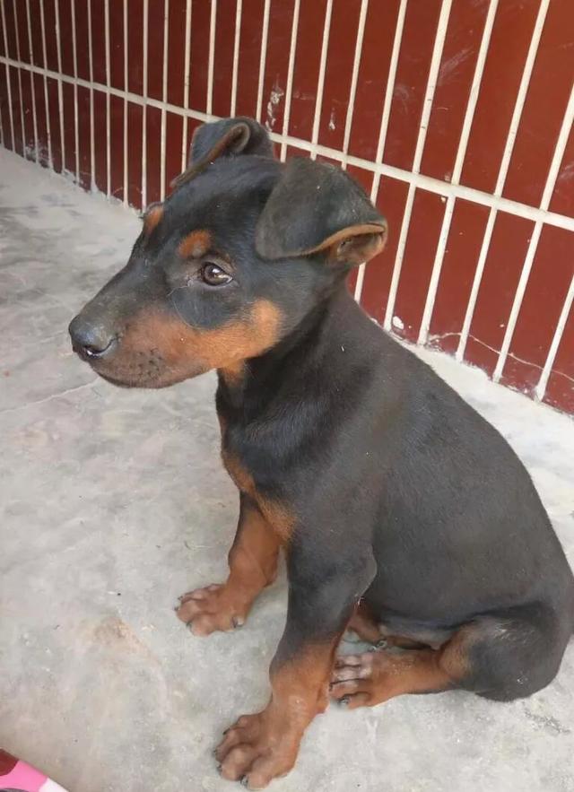 中国猎犬论坛湘中猎手买卖:蒙古獒是一种优秀的猎犬吗？为什么？