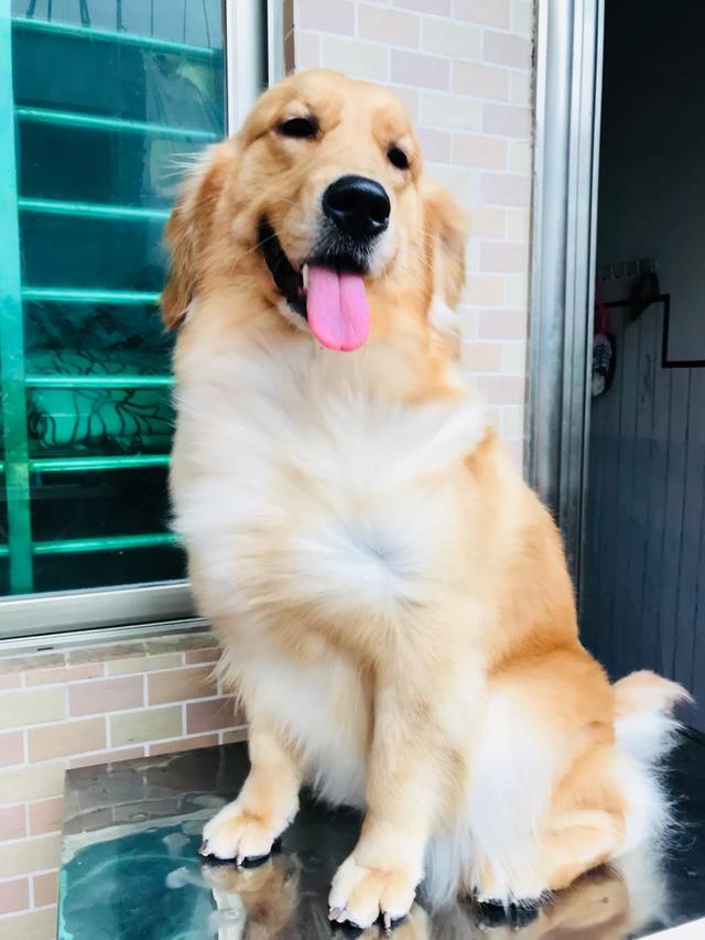狗狗不能吃巧克力为什么:为什么巧克力是狗的致命毒药？