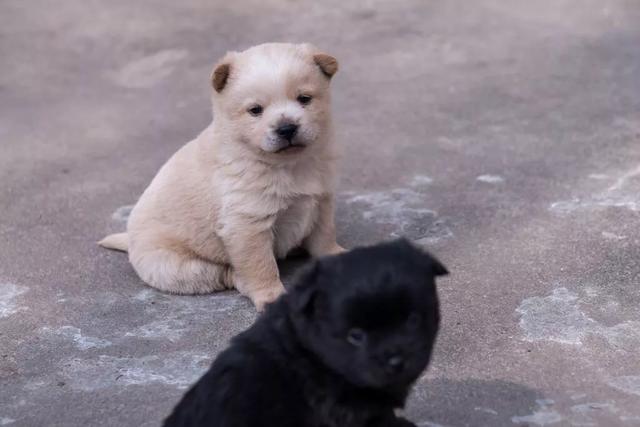 狗狗吞21个奶嘴:狗狗噎着，自己呕吐不出来，主人要怎么办？