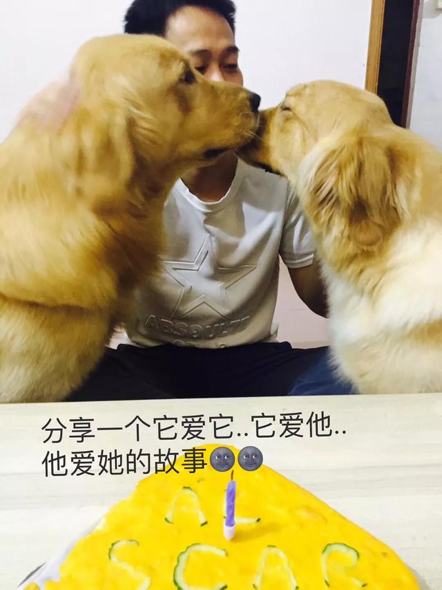 狗狗不能吃巧克力为什么:为什么巧克力是狗的致命毒药？