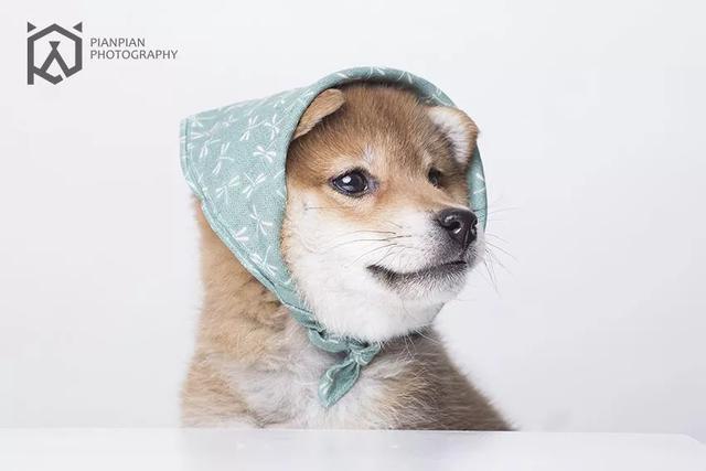 狗狗吞21个奶嘴:狗狗噎着，自己呕吐不出来，主人要怎么办？