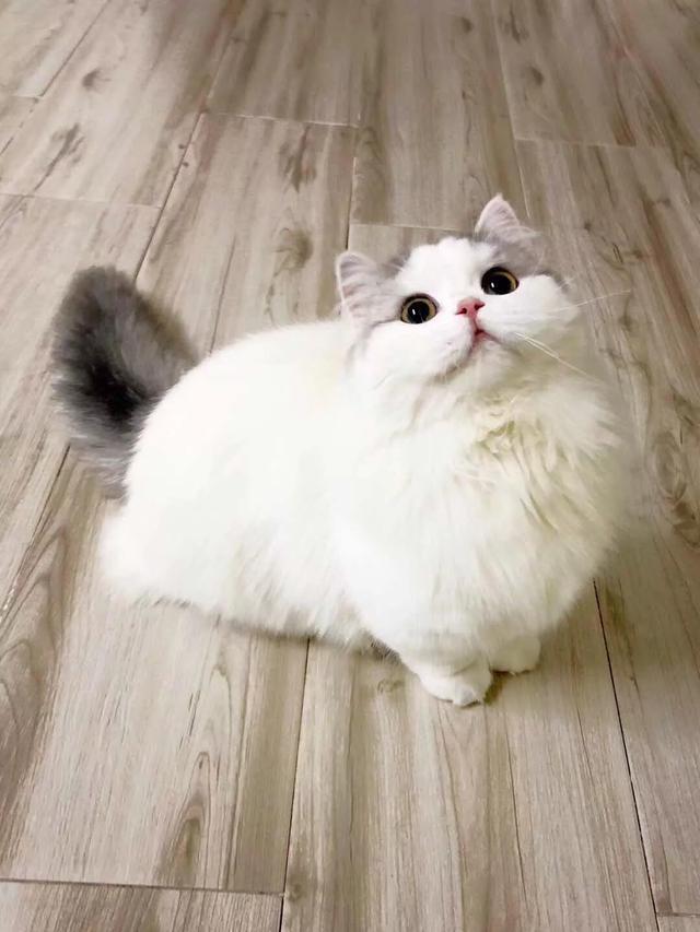 金吉拉猫名字:金吉拉幼猫长大会有变化吗？