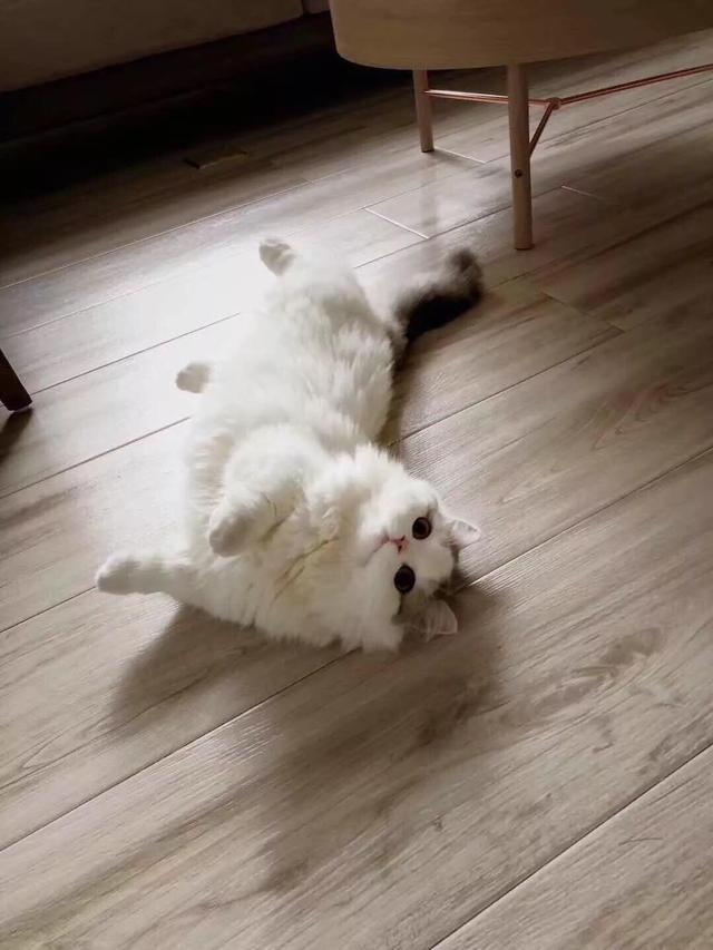 金吉拉猫名字:金吉拉幼猫长大会有变化吗？