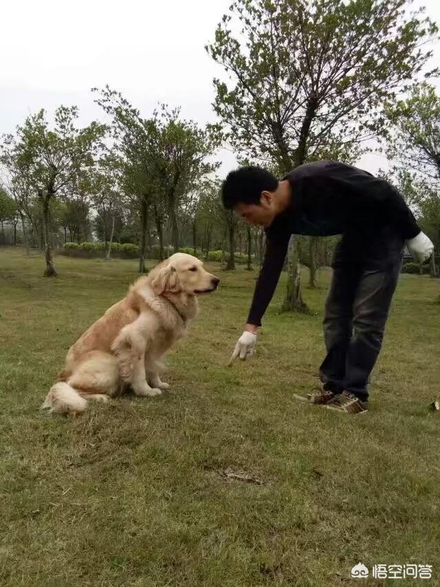 许昌宠物狗训练:许昌宠物狗训练学校 怎样让狗狗训练提高注意力？