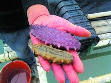 中国神奇动物，大连长海县捞出紫色海参，是变异染色了还是真有这个神奇物种