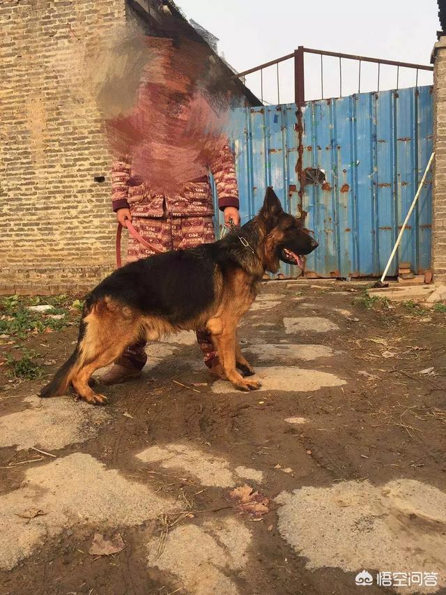 赛级弓背犬图片大全四个月:德牧的背是平的好还是弓的好？ 弓背犬6个月图片