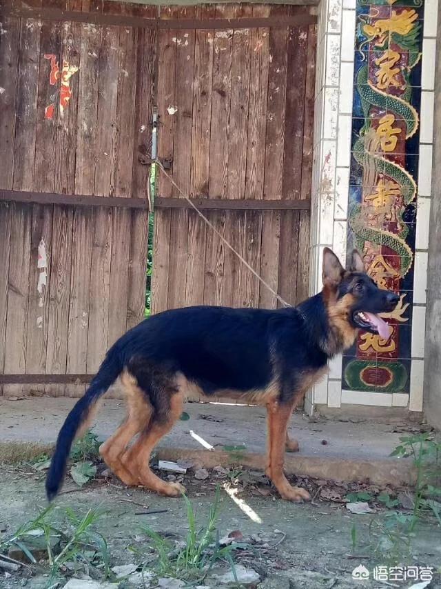 弓背犬图片:我家狗狗突然弓着背，还老叫。感觉它很害怕，怎么回事啊？