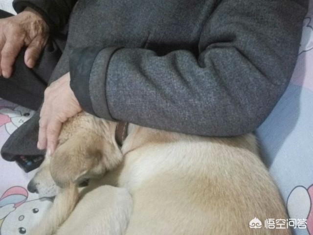 外国人喜欢中国土狗吗:中华田园犬为什么越来越少人养？