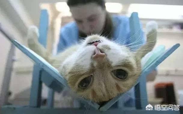 猫咪绝育表情亮了:猫咪做完绝育脾气会不好吗？ 猫咪做绝育的表情亮了