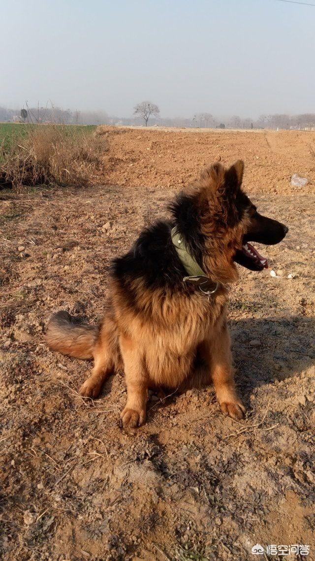 赛级弓背犬图片大全四个月:德牧的背是平的好还是弓的好？ 弓背犬6个月图片