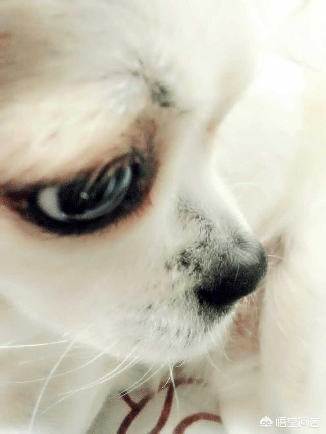 狗狗心事 最后一段:狗狗死了，心里很难受，怎么让自己心里好受一点？