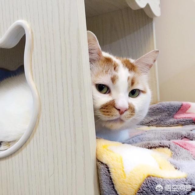 猫咪搞笑图:萌宠可爱搞笑的图片有哪些？ 猫咪搞笑图片