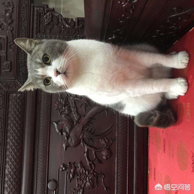 猫咪搞笑图:萌宠可爱搞笑的图片有哪些？ 猫咪搞笑图片