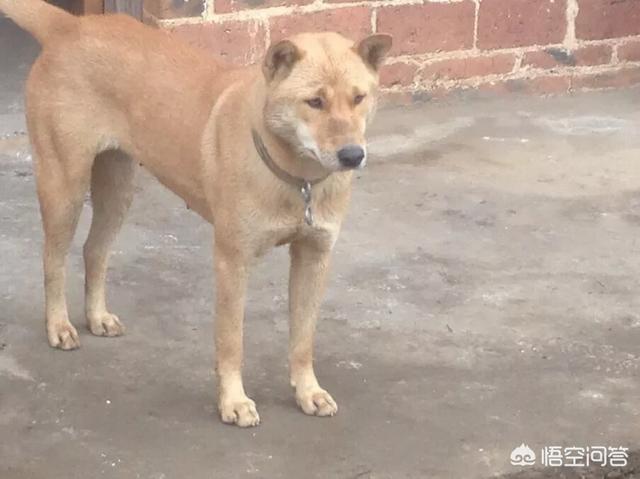 中华田园犬吧:土狗和中华田园犬是一个品种吗？ 中华田园犬吧柴犬