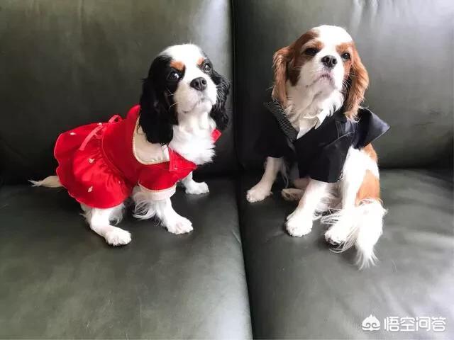 宠物去世后你会以何种方式处理呢？插图