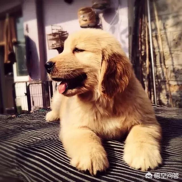 金毛图片:金毛从小到大都是怎样的成长过程？