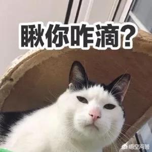 小花猫图片:有哪些带文字的、可爱的小猫图片？