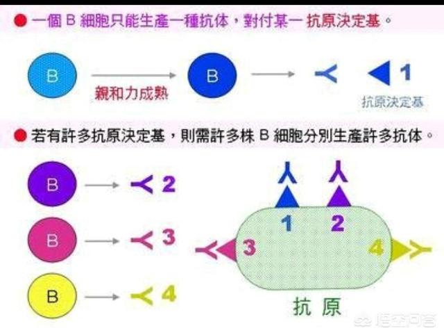 狂犬病毒在血液里繁殖:狂犬病疫苗产生的抗体在哪里？怎么消灭病毒？