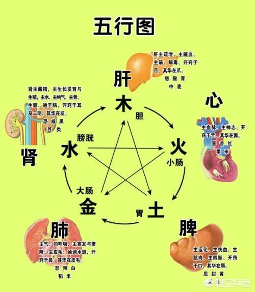 五月养生小知识你知道哪些脏腑养生知识