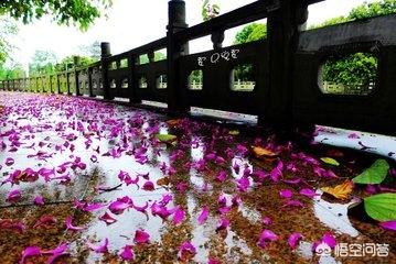 李商隐简介:如何赏析李商隐的《春雨》？