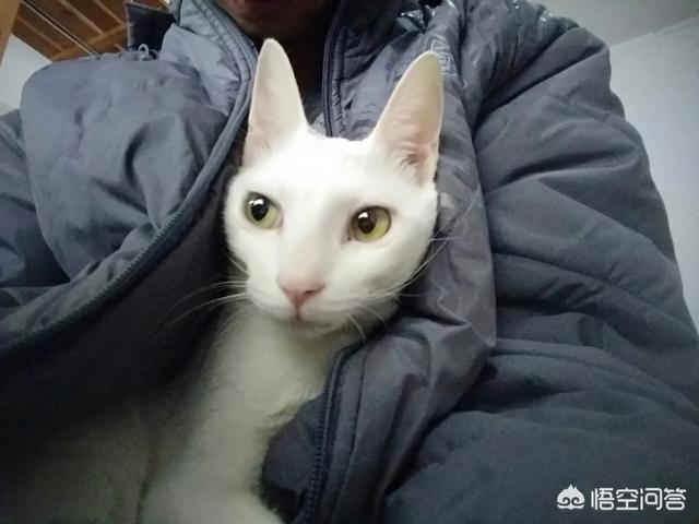 猫猫表情网的网址:为什么好几个发帖网上发的领养流浪猫的帖子都不回？