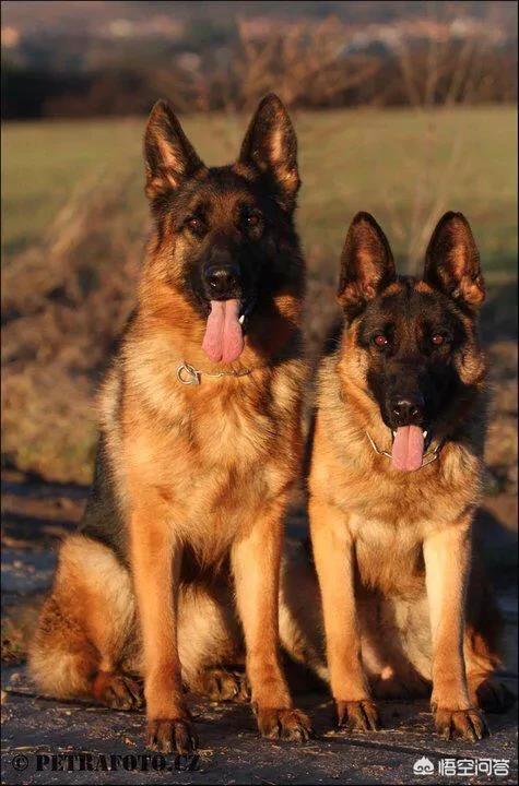 警察与防暴犬图片:在军警界，马犬会取代德牧吗？