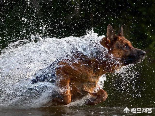 警察与防暴犬图片:正宗防暴犬图片 美国警察面对示威者单膝下跪，到底是道歉还是祈祷？