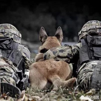 警察与防暴犬图片:正宗防暴犬图片 美国警察面对示威者单膝下跪，到底是道歉还是祈祷？