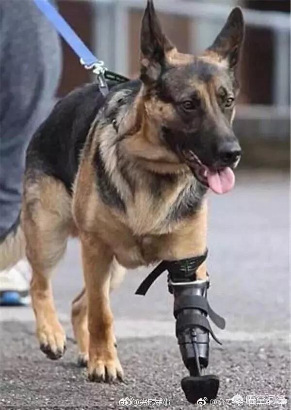 警察与防暴犬图片:在军警界，马犬会取代德牧吗？