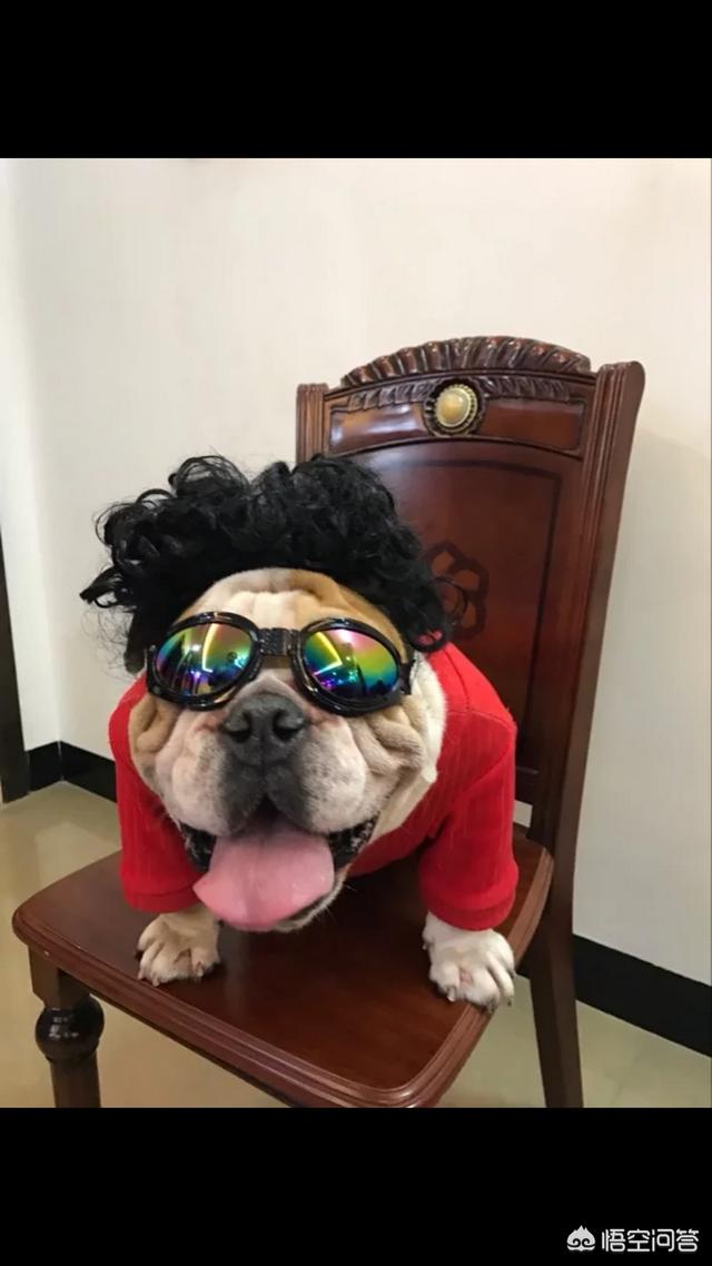 什么狗最忠诚人类:狗年说狗，狗是人类最忠心的朋友，您了解狗吗？ 什么狗对人类最忠诚