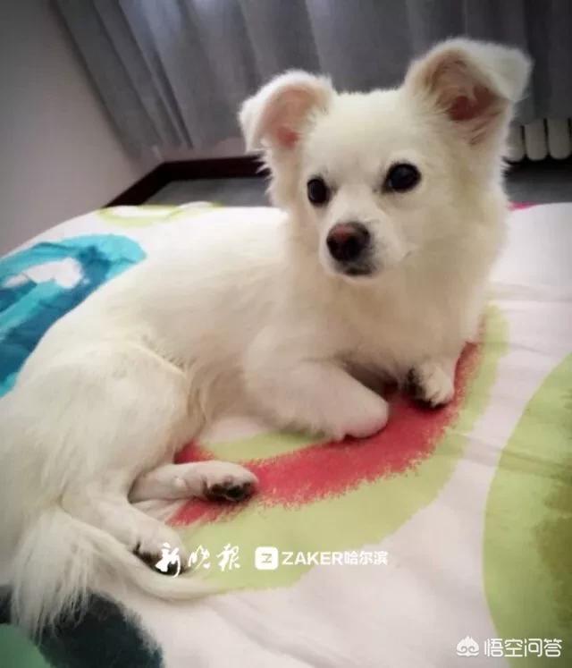 日本 救助犬:遇到可怜的流浪狗到底该不该收养？