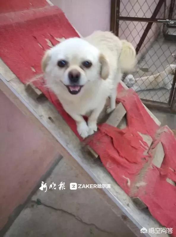 日本 救助犬:遇到可怜的流浪狗到底该不该收养？