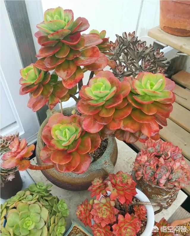 你有多少多肉植物？