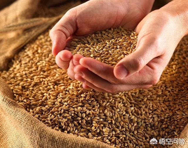 袁隆平为什么不研究提高小麦产量的科技？