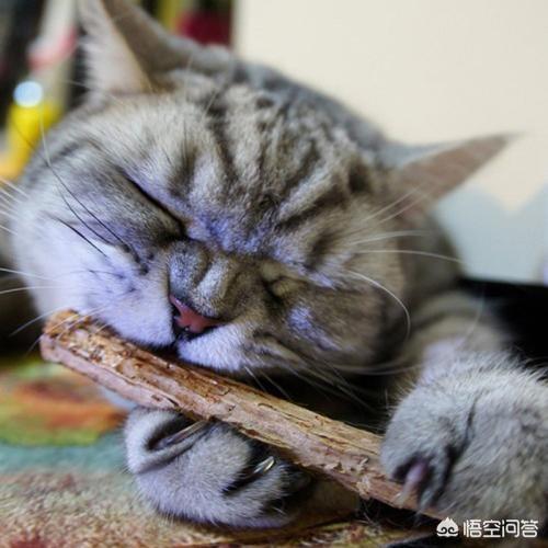 vitakraft好吗:猫咪可以吃的零食有哪些？ vitakraft零食